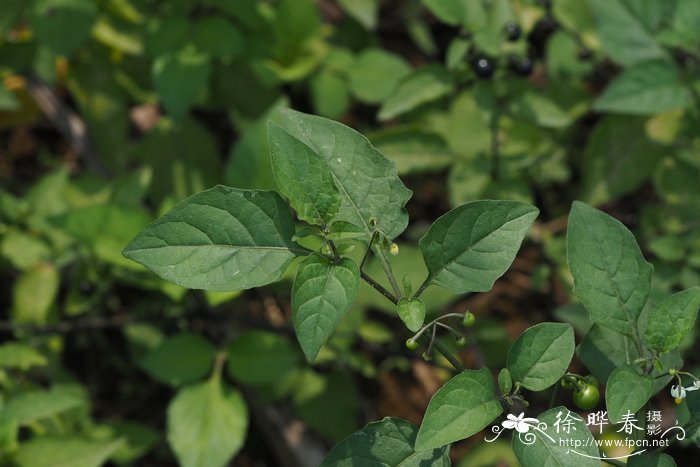 少花龙葵Solanum americanum