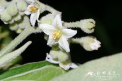 假烟叶树Solanum erianthum