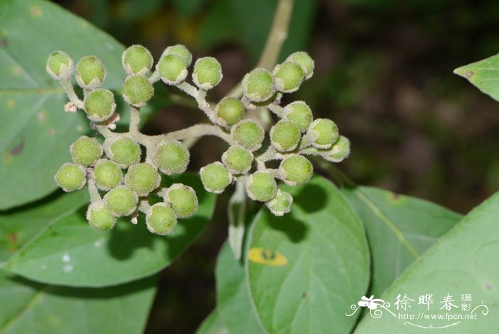 假烟叶树Solanum erianthum