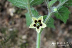 灯笼果Physalis peruviana