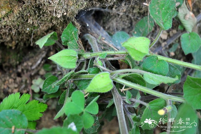 灯笼果Physalis peruviana