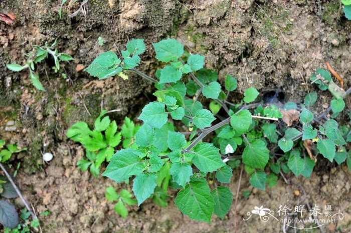 灯笼果Physalis peruviana