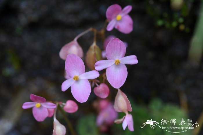 紫背天葵 Begonia fimbristipula