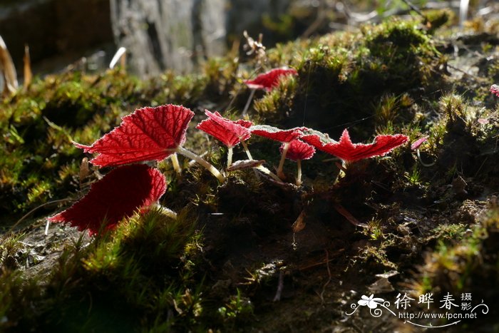 紫背天葵 Begonia fimbristipula