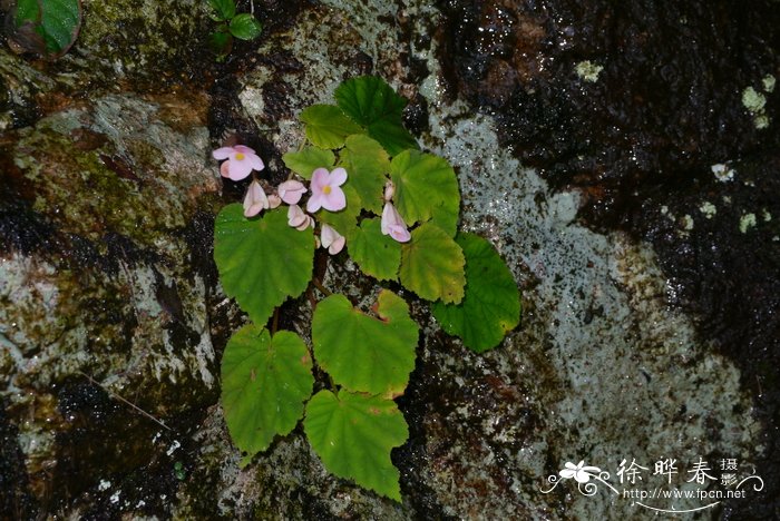 紫背天葵 Begonia fimbristipula