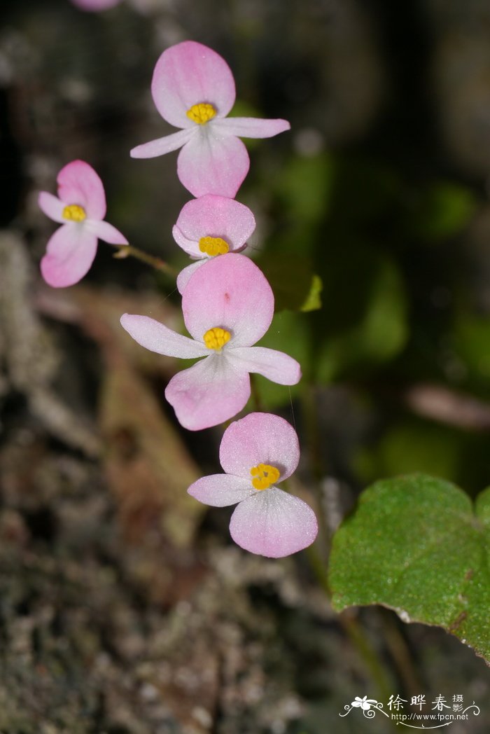 小花秋海棠Begonia peii