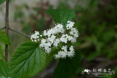 南方荚蒾Viburnum fordiae