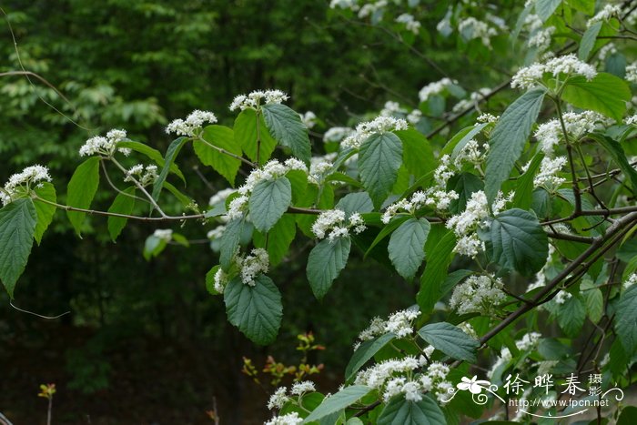 南方荚蒾Viburnum fordiae