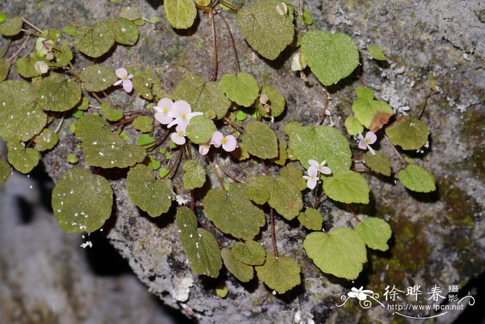 小花秋海棠Begonia peii