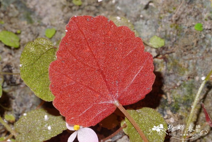 小花秋海棠Begonia peii