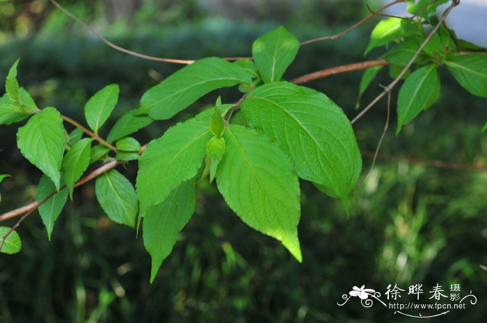 路边花Weigela floribunda