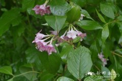 半边月Weigela japonica var. sinica