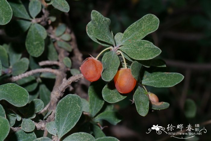 小叶忍冬lonicera microphylla