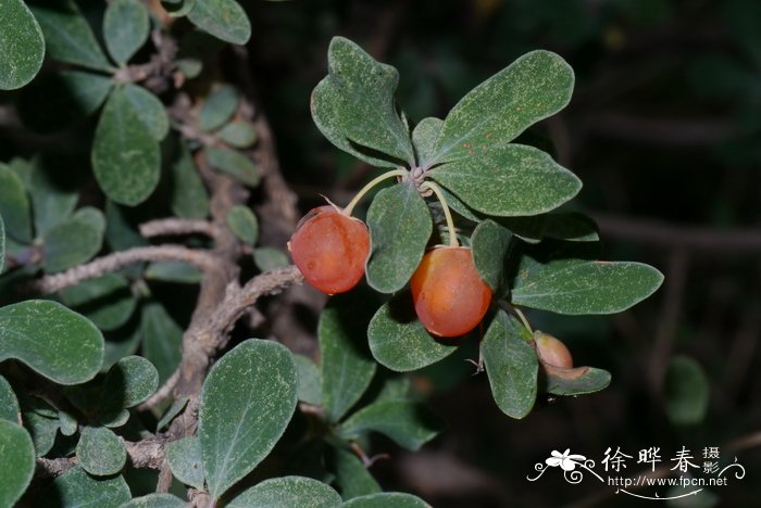 小叶忍冬Lonicera microphylla