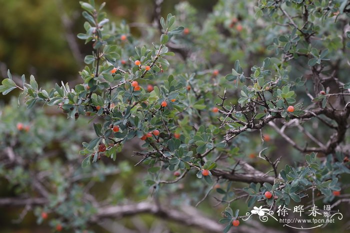 小叶忍冬Lonicera microphylla