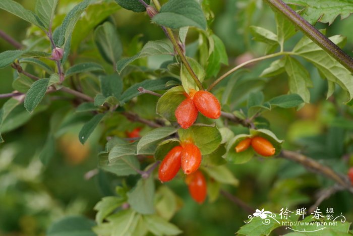 岩生忍冬Lonicera rupicola