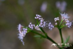 直刺变豆菜 Sanicula orthacantha