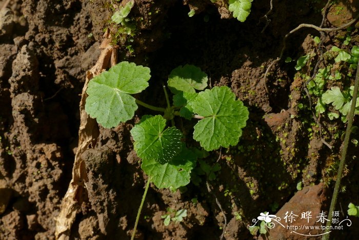 肾叶天胡荽Hydrocotyle wilfordii