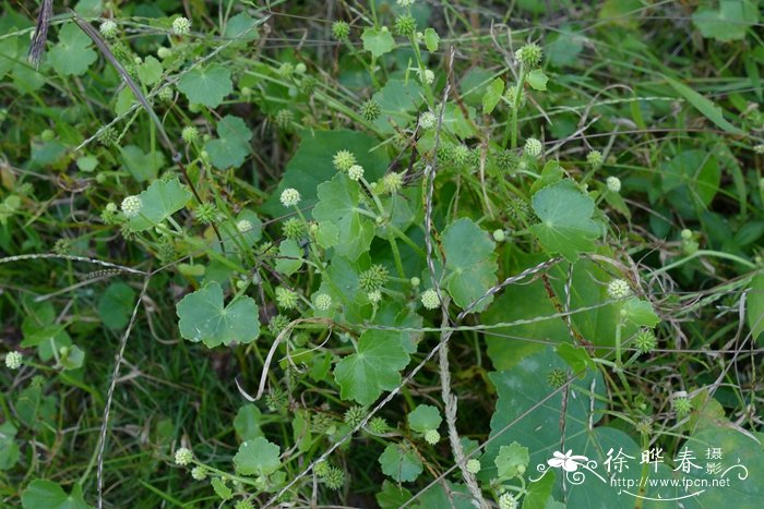 肾叶天胡荽Hydrocotyle wilfordii