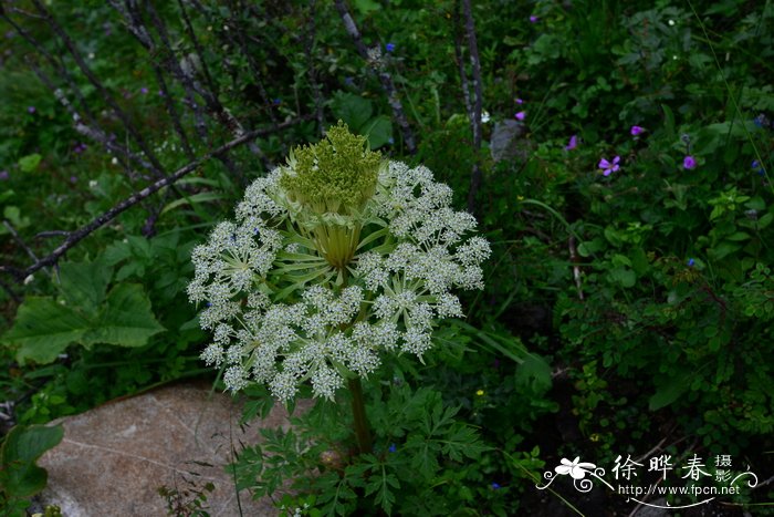 长茎藁本ligusticumthomsonii