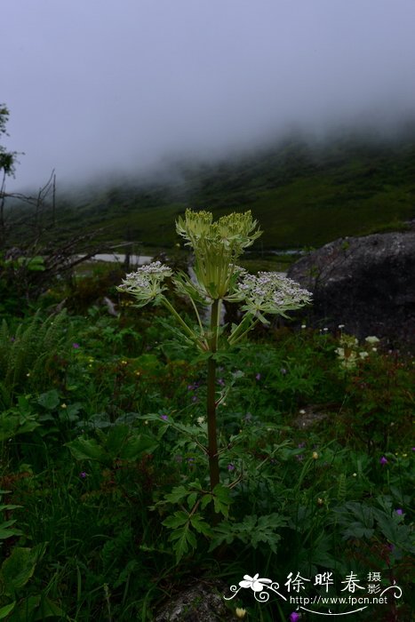 长茎藁本Ligusticum thomsonii