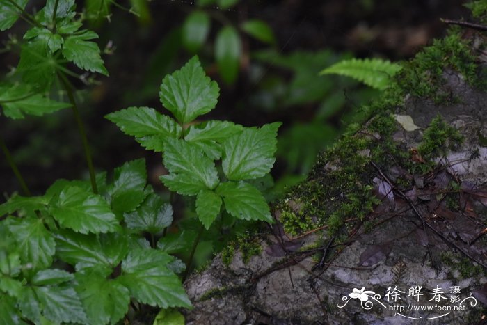 囊瓣芹Pternopetalum davidii