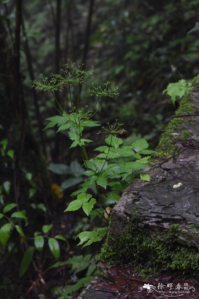 囊瓣芹Pternopetalum davidii