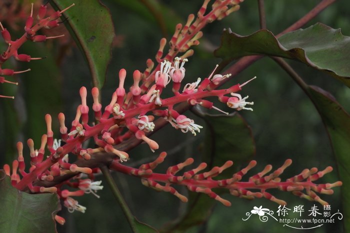 离瓣寄生Helixanthera parasitica