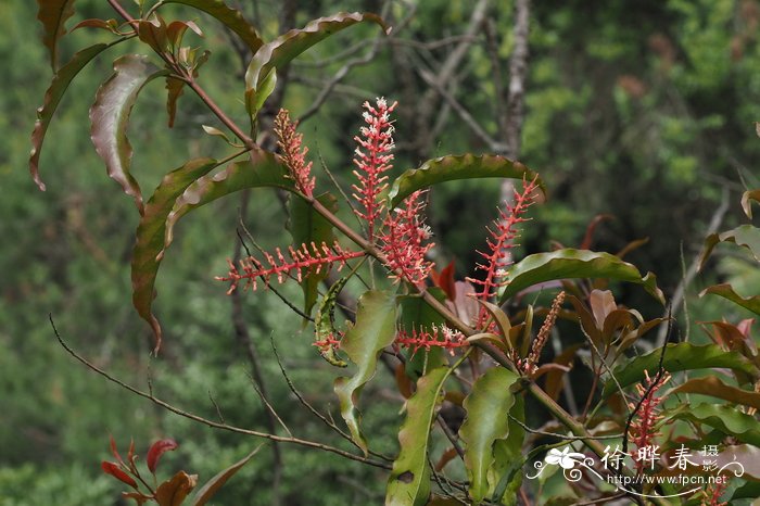 离瓣寄生Helixanthera parasitica