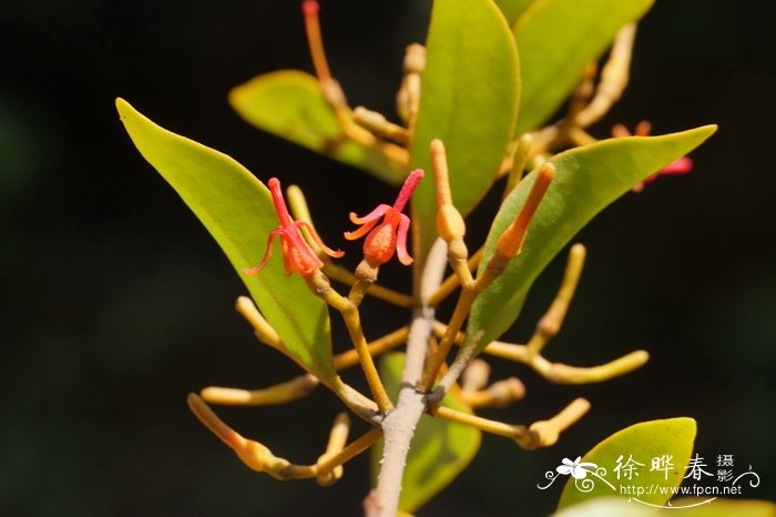 油茶离瓣寄生Helixanthera sampsonii