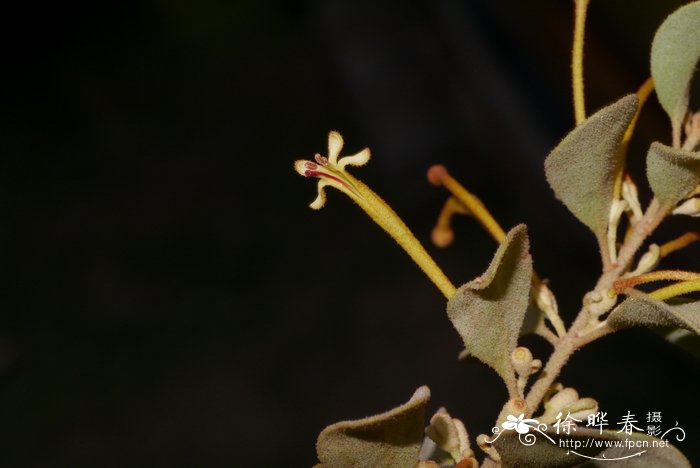 小叶梨果寄生Scurrula notothixoides