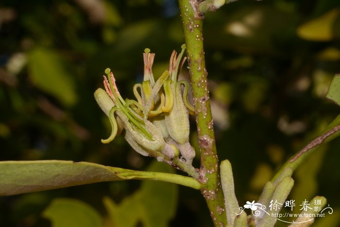 五蕊寄生Dendrophthoe pentandra