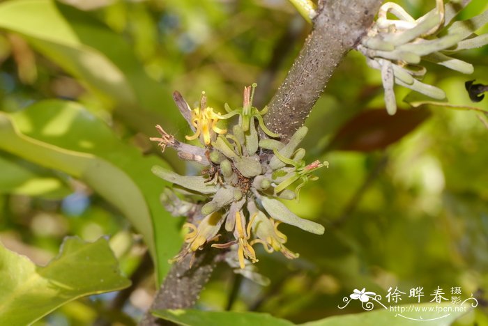 五蕊寄生Dendrophthoe pentandra