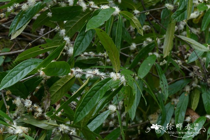 西藏蒲桃Syzygium xizangense