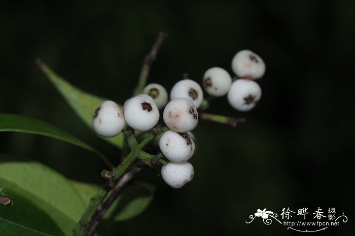 香蒲桃Syzygium odoratum