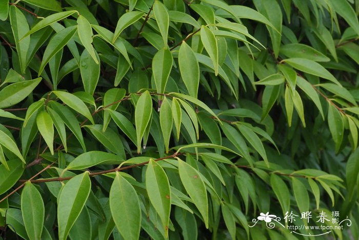 香蒲桃Syzygium odoratum