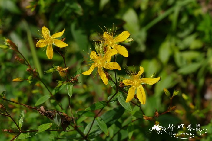 赶山鞭Hypericum attenuatum