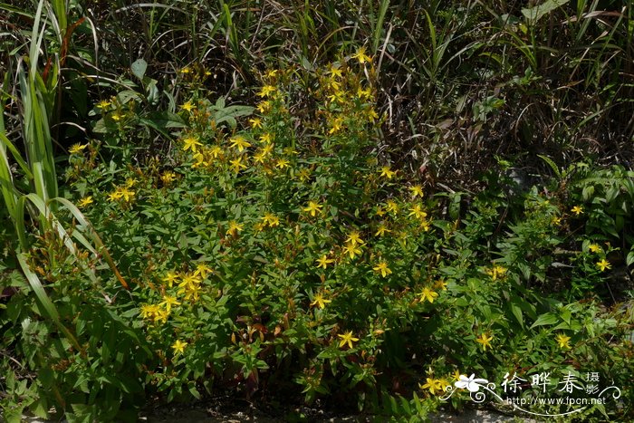 赶山鞭Hypericum attenuatum