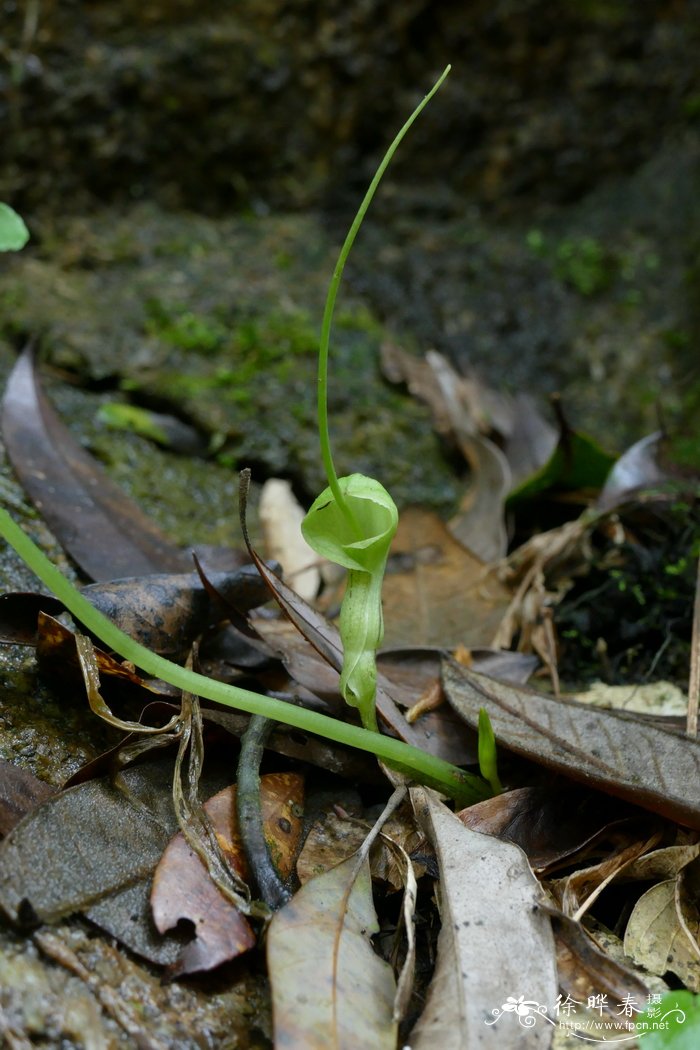 滴水珠Pinellia cordata