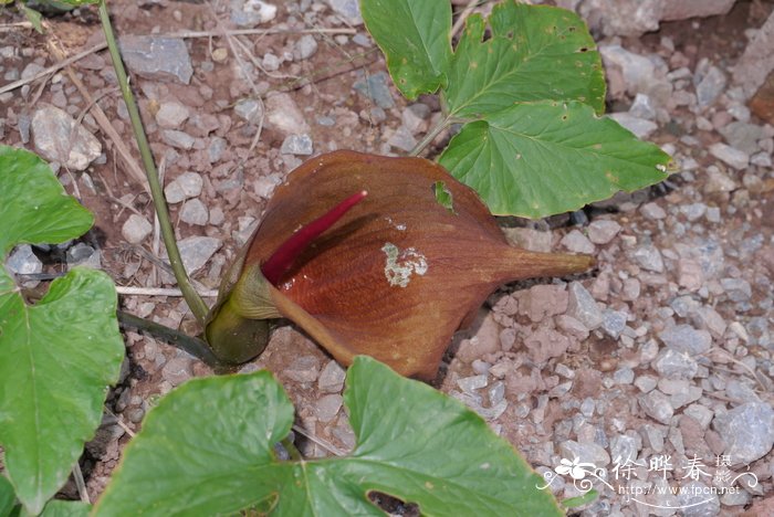 马蹄犁头尖Typhonium trilobatum