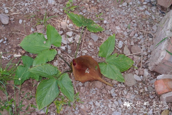 马蹄犁头尖Typhonium trilobatum