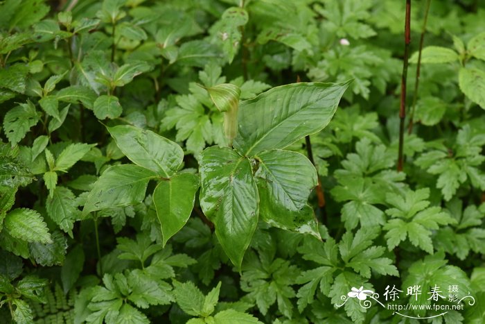 花南星Arisaema lobatum