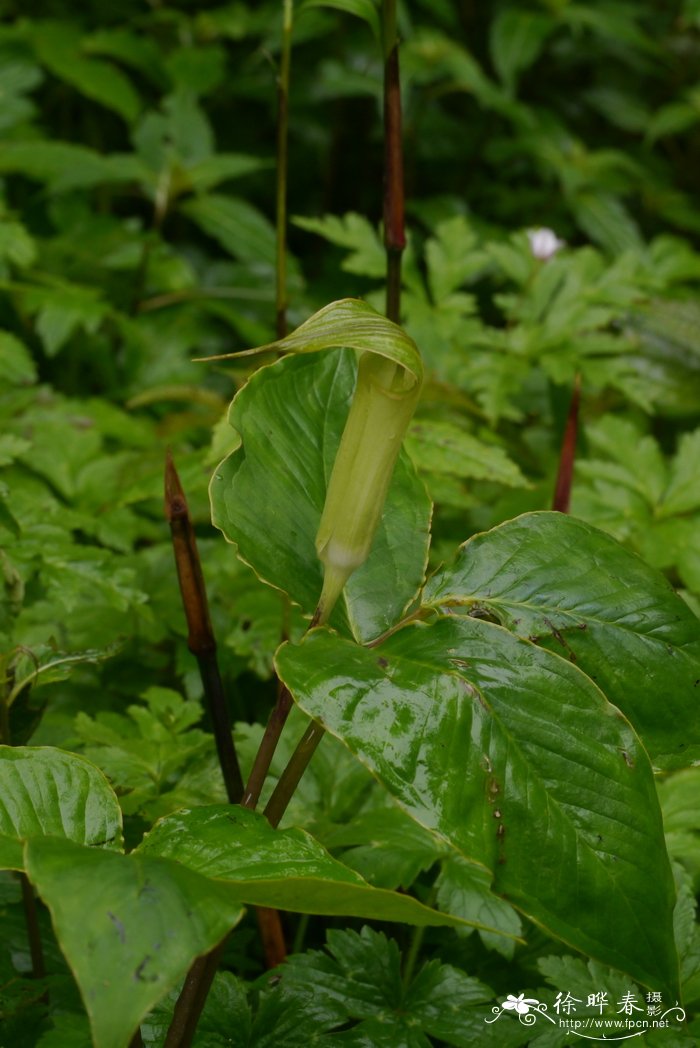 花南星Arisaema lobatum