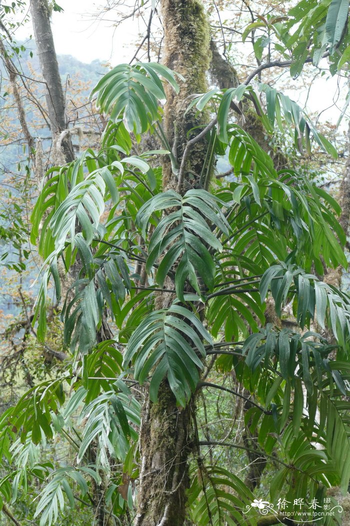 爬树龙Rhaphidophora decursiva