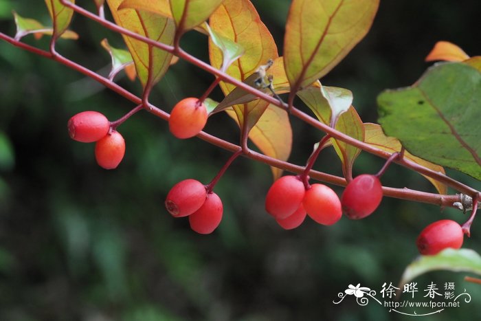 华南青皮木schoepfia chinensis