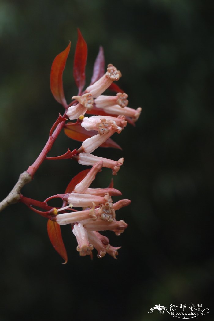 华南青皮木schoepfia chinensis
