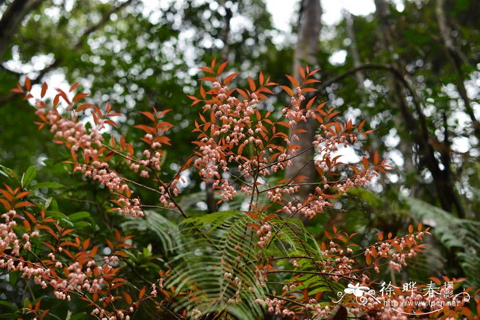 华南青皮木schoepfia chinensis