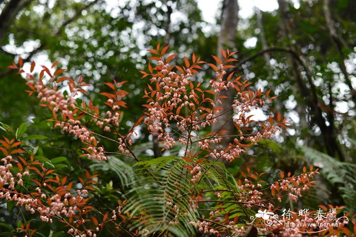 华南青皮木Schoepfia chinensis