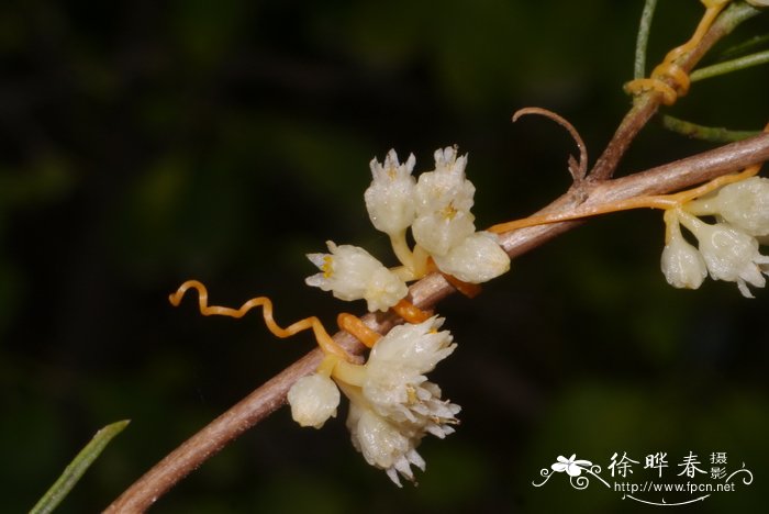 菟丝子Cuscuta chinensis