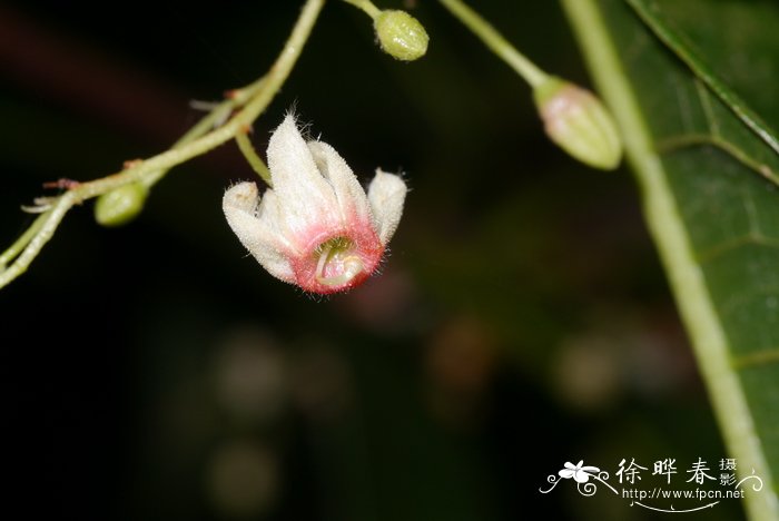 短柄苹婆Sterculia brevissima